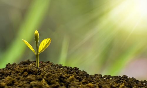 investment, concept, business, finance, growth, plant, money, wealth, grow, green, coin, success, tree, financial, cash, currency, profit, leaf, growing, nature, banking, economy, bank, investment, business, business, growth, growth, growth, growth, growth, plant, plant, money, money, grow, success, success, success, tree